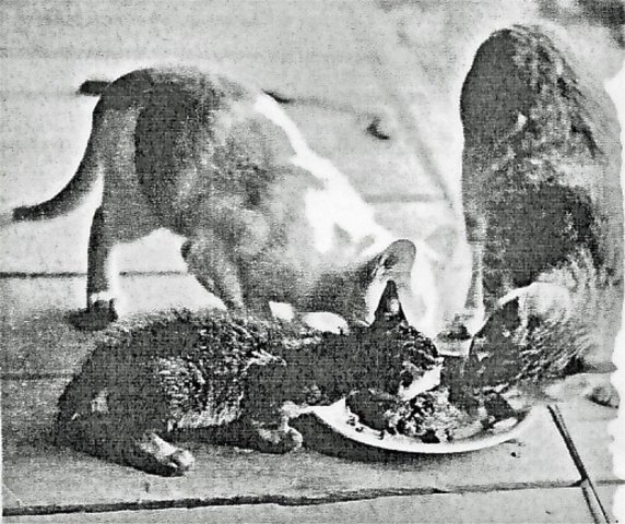 PET05_DD