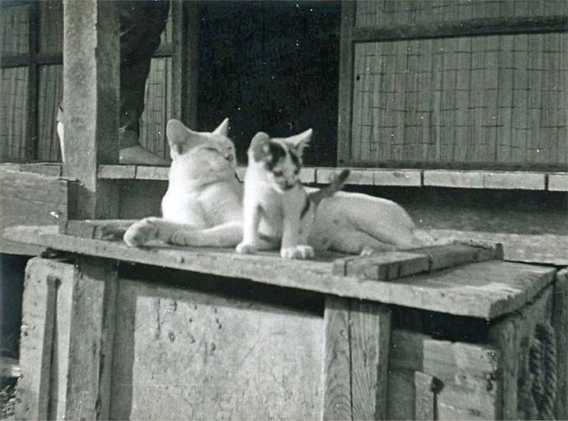 PET08_CS