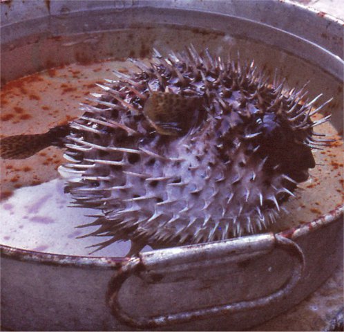 PET21_SL
