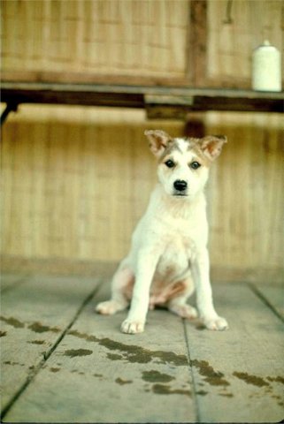 PET23_DB